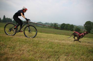 A la découverte du Cani-VTT